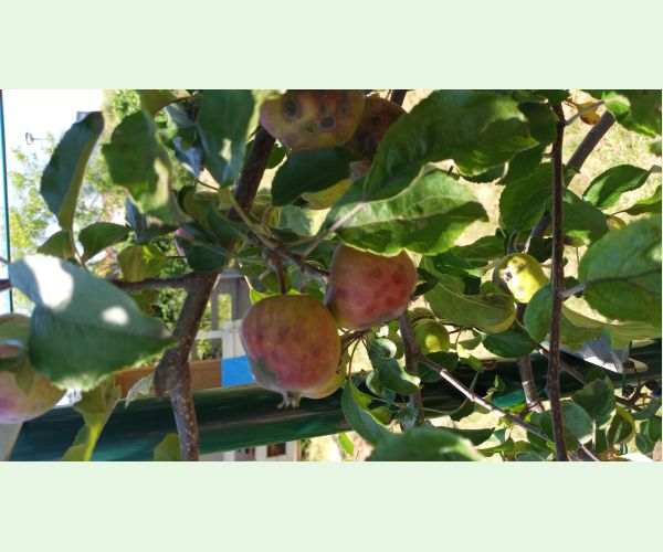 Chrastavitosť jabloní