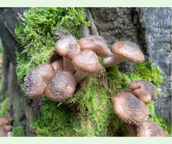 Šupinovka šupinatá