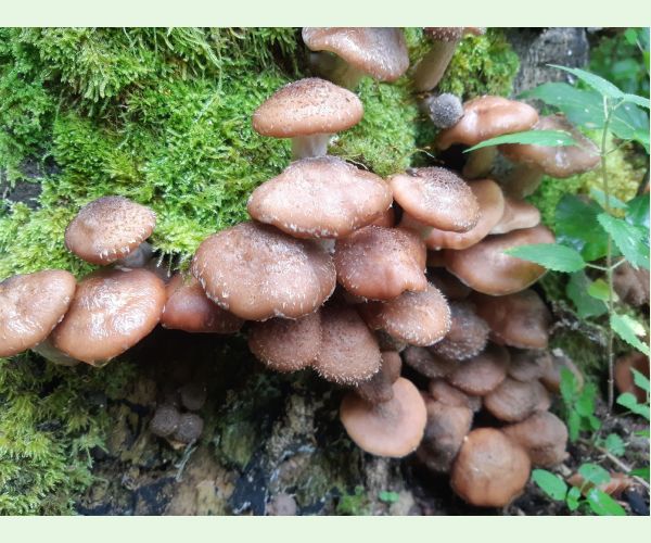 Šupinovka šupinatá