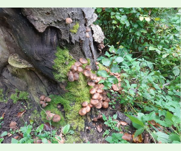 Šupinovka šupinatá