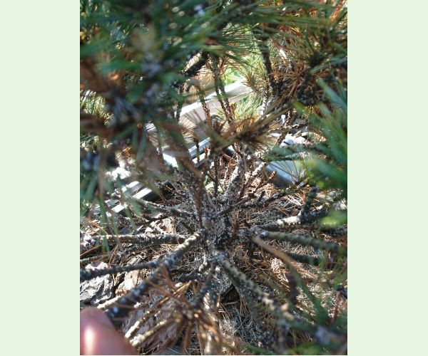 Kôrovnica vejmutovková