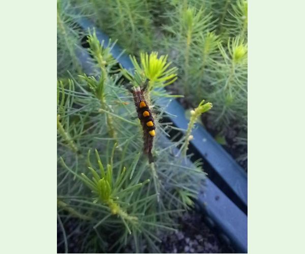 Štetinavec trnkový