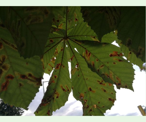 Ploskáčik pagaštanový