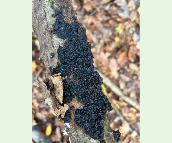 Tmavorôsolovec mozgovitý