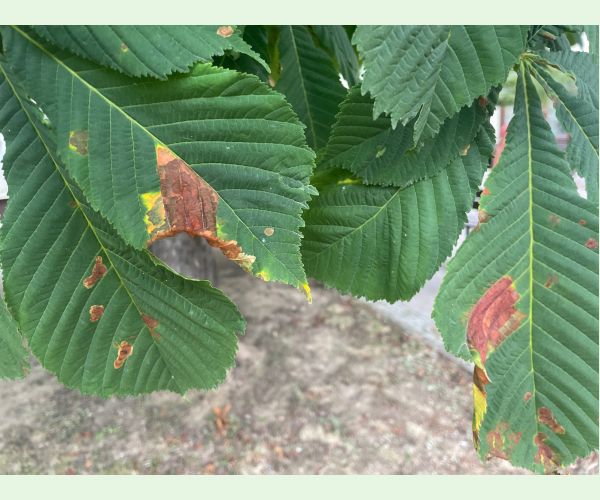 Antraknóza pagaštanová