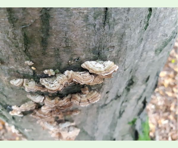 Trúdnikovec pestrý