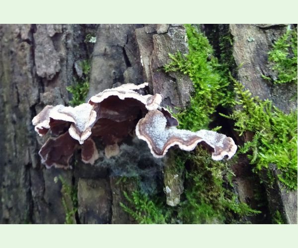 Pevníkovec purpurový