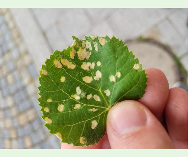 Roztoč Phytoptus tetratrichus