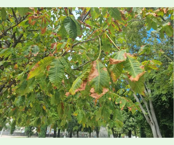 Antraknóza pagaštanová