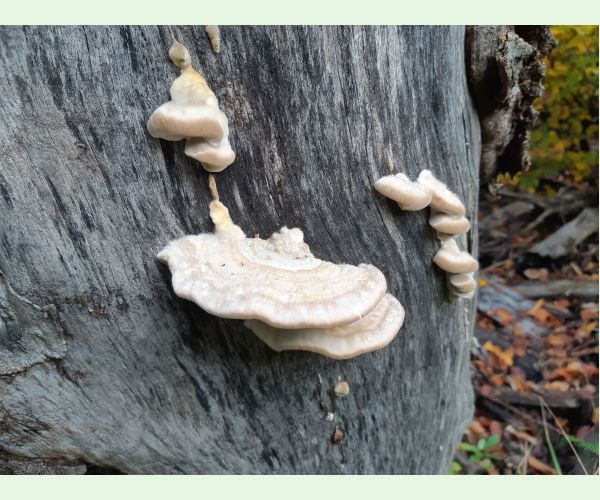 Trúdnikovec chlpatý