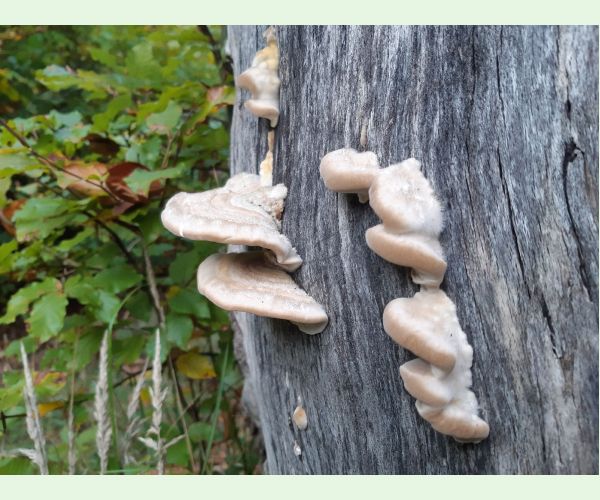 Trúdnikovec chlpatý