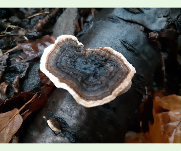 Trúdnikovec pestrý