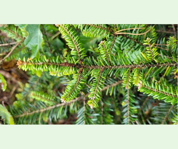 Kôrovnica kaukazská