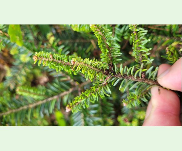 Kôrovnica kaukazská