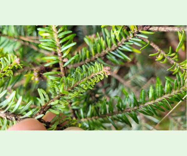 Kôrovnica kaukazská