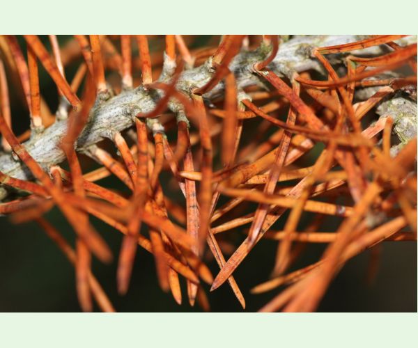 Sypavka borovíc hnedá