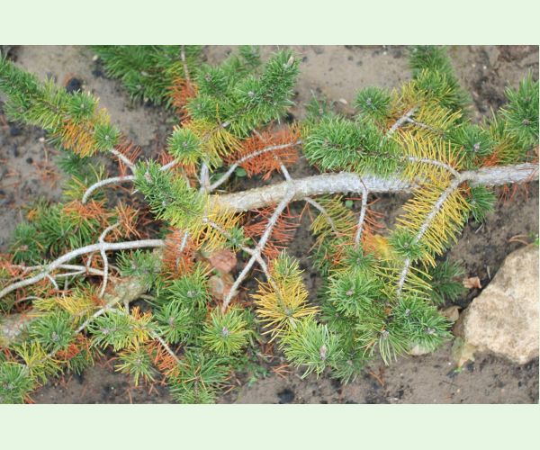 Sypavka borovíc hnedá