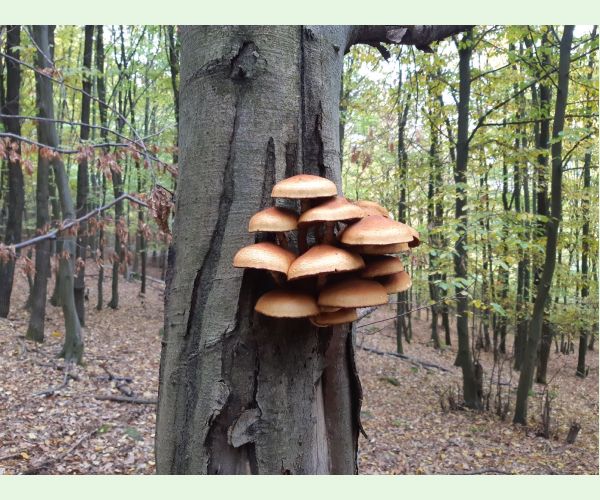 Podpňovka obyčajná