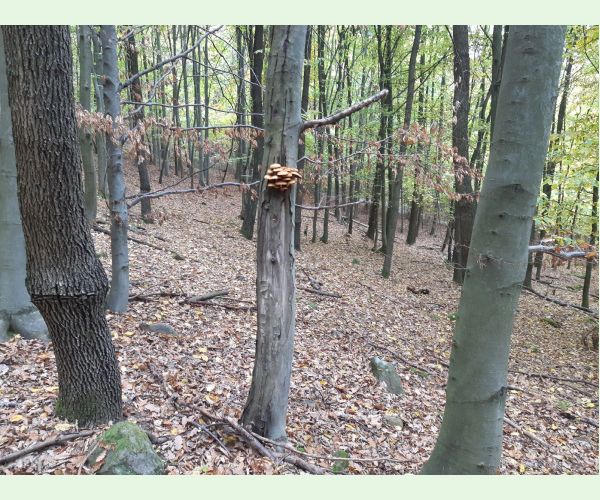 Podpňovka obyčajná