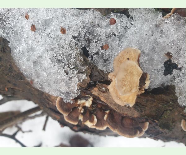 Trúdnikovec pestrý