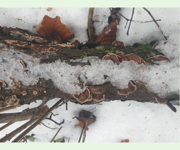 Trúdnikovec pestrý