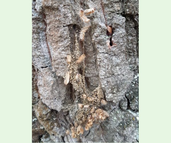 Priadkovček dubový