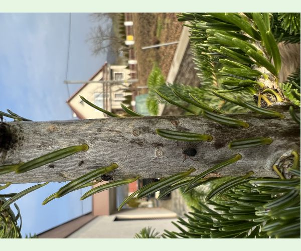 Medovnica Cinara curvipes