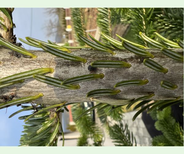 Medovnica Cinara curvipes