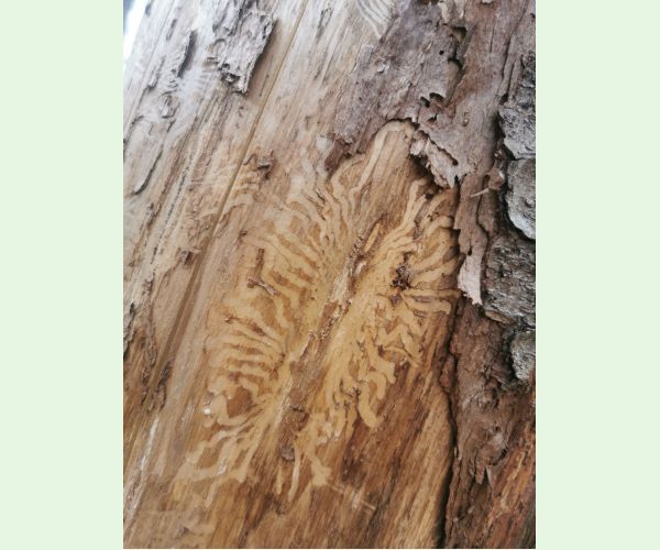 Lykožrút smrekový