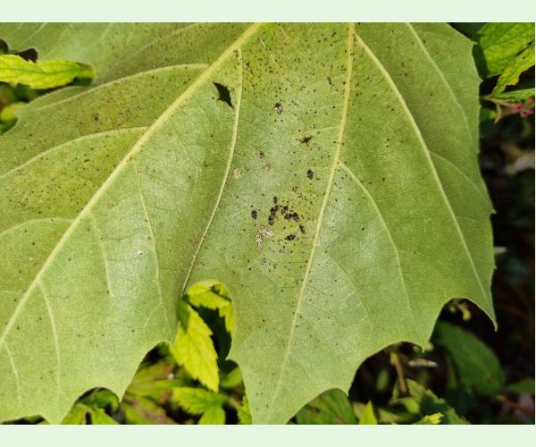 Sietnička platanová