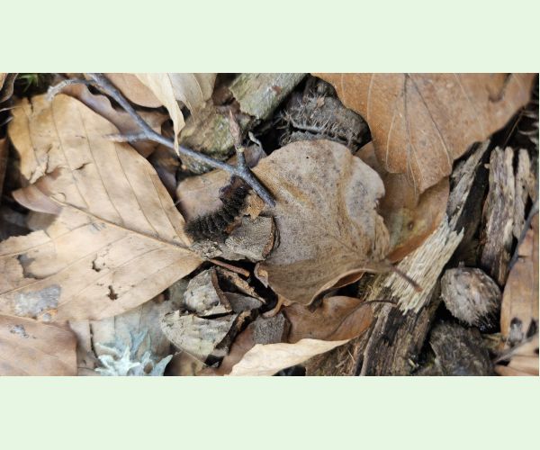 Bieloškvrnáč púpavcový