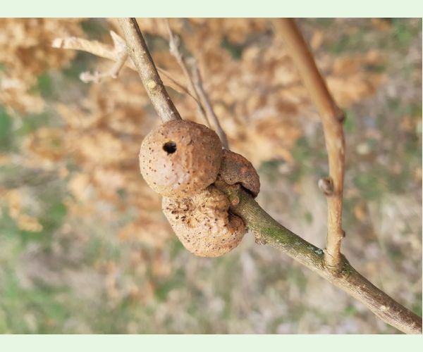 Hrčiarka Aphelonyx cerricola