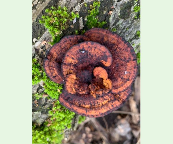 Sieťkovček červenkastý