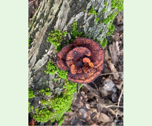 Sieťkovček červenkastý