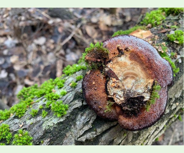 Sieťkovček červenkastý