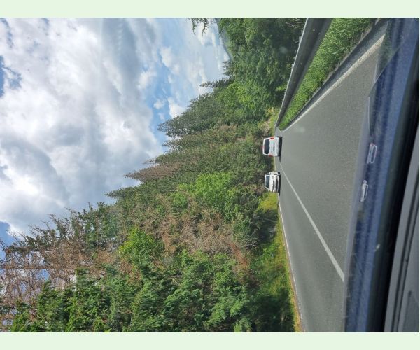 Lykožrút smrekový