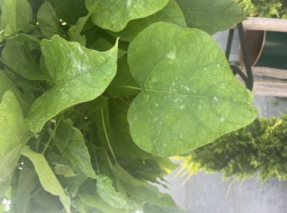 Múčnatka Erysiphe elevata