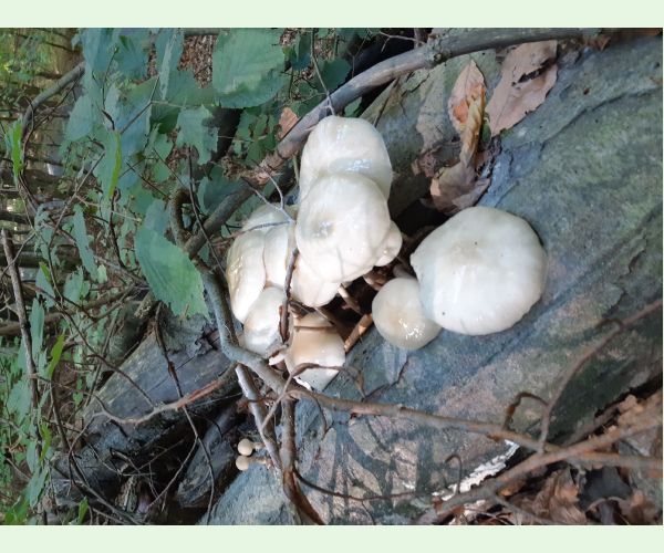 A - nie je v databáze