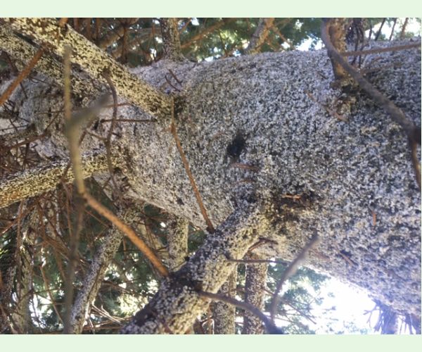 Kôrovnica jedľová