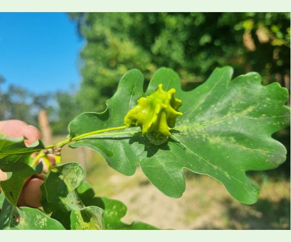 Hrčiarka kalichová