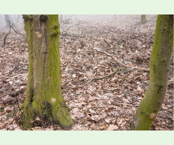 Mníška veľkohlavá