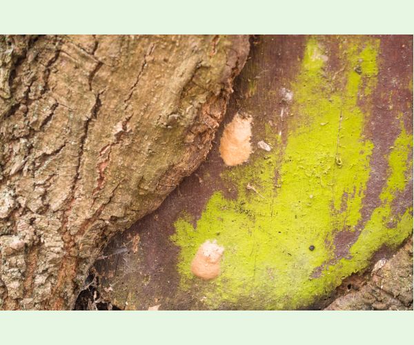 Mníška veľkohlavá