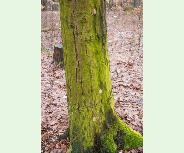 Mníška veľkohlavá