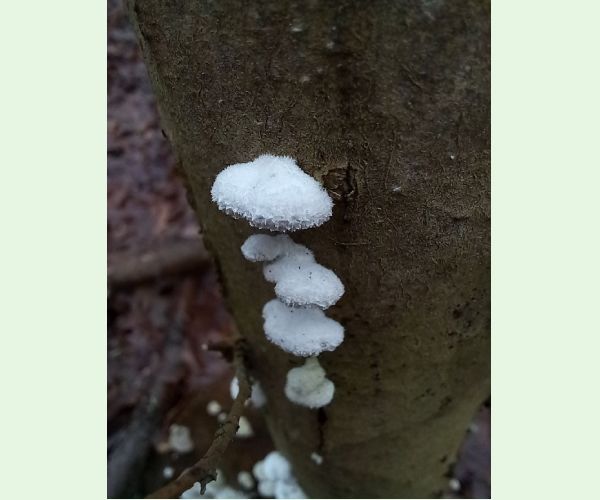 Klanolupeňovka obyčajná