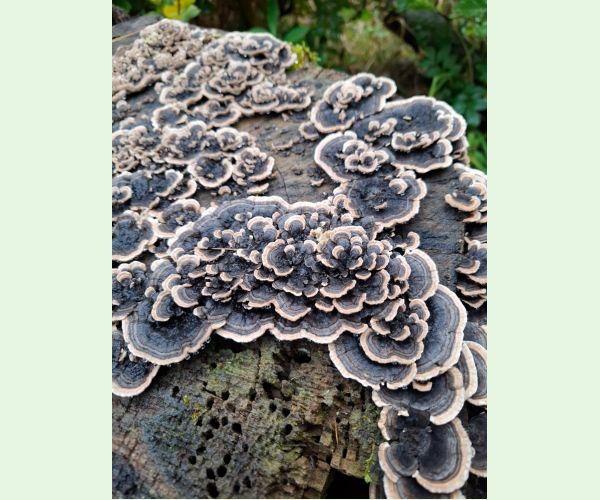 Trúdnikovec pestrý