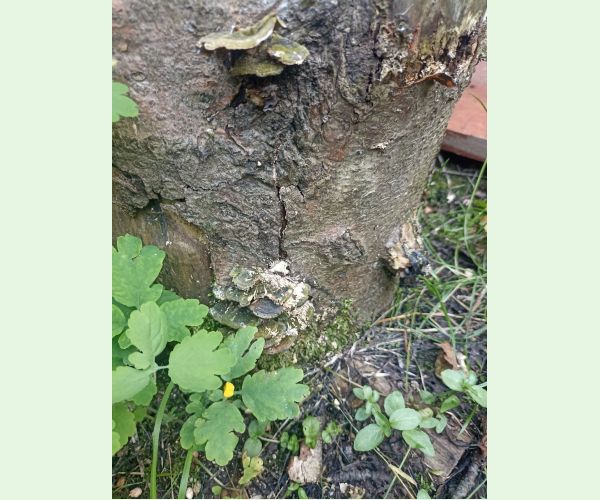 Trúdnikovec pestrý