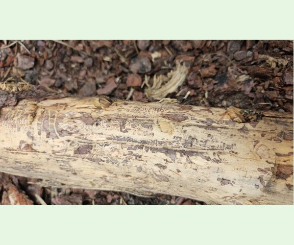 Lykožrút borovicový