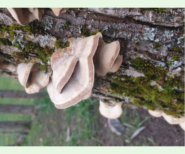 Sieťkovček červenkastý