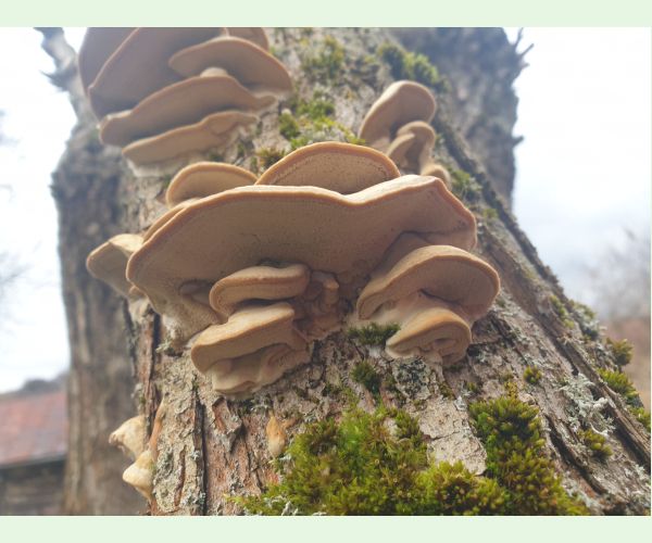 Sieťkovček červenkastý