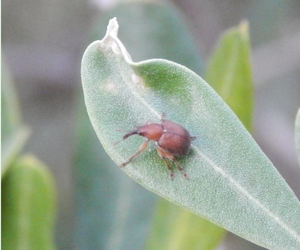 A - This species is not in the database yet